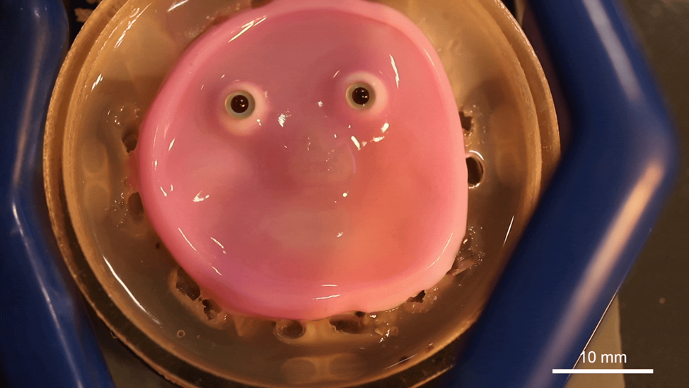5y5xz53xwus8r3ec46i4cjc41otdguwk.png 5y5xz53xwus8r3ec46i4cjc41otdguwk.png